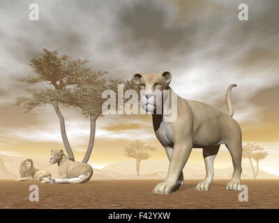 I Lions in savannah - 3D render Foto Stock