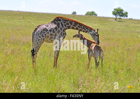 Giraffa femmina in Africa con un vitello. Foto Stock