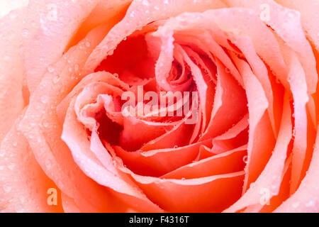 Arancione Rosa closeup Foto Stock