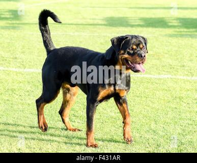 Una sana e robusta e orgogliosamente cercando Rottweiler in piedi sul prato. Rotweillers sono ben noti per essere intelligente e cani Foto Stock