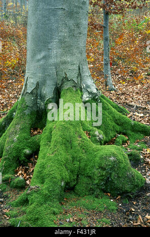 Albero; faggio; Moss; ceppo di albero; Foto Stock