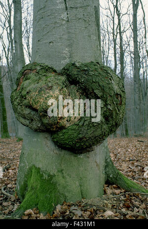 Tree cancro; faggio; Foto Stock