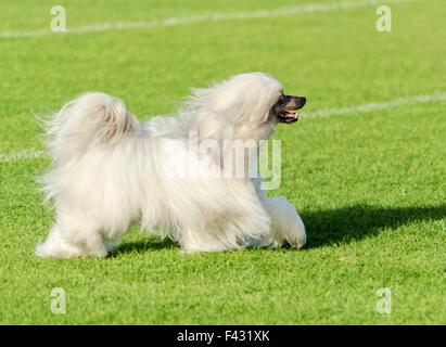 Un piccolo bianco cinese Powderpuff Crested cane che corre sul prato guardando molto elegante. Powderpuff crestato cinese i cani sono molto Foto Stock