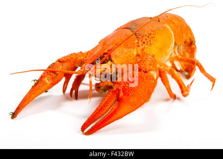 Gamberi di fiume su una bianca Foto Stock