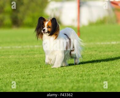 Un piccolo di colore bianco e rosso cane papillon (aka Continental toy spaniel) passeggiate sull'erba guardando molto cordiale e bella Foto Stock