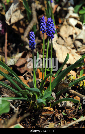 Muscari botryoides, giacinto di uva Foto Stock