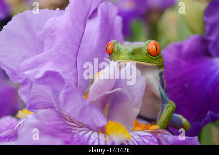 Con gli occhi rossi raganella (agalychnis callidryas) Foto Stock