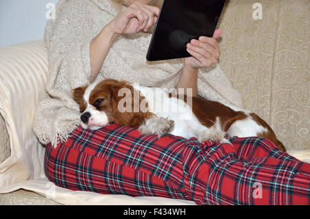 La donna in casa accogliente rilassante di usura sul divano con un bel cane cavalier sul suo grembo, tenendo compressa e la lettura Foto Stock