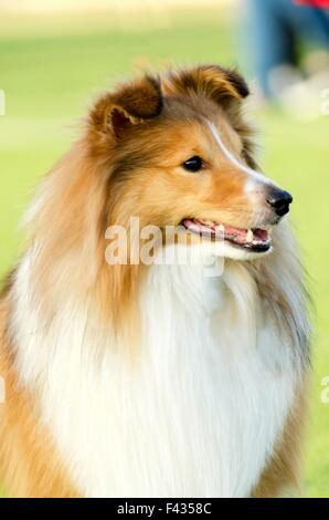 Un giovane, bella, bianco e sable Shetland Sheepdog in piedi sul prato cercando felice e giocoso. Shetland Sheepdogs guardare li Foto Stock