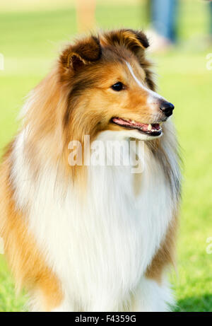 Un giovane, bella, bianco e sable Shetland Sheepdog in piedi sul prato cercando felice e giocoso. Shetland Sheepdogs guardare li Foto Stock