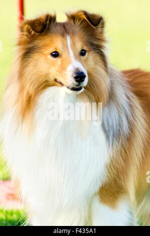 Un giovane, bella, bianco e sable Shetland Sheepdog in piedi sul prato cercando felice e giocoso. Shetland Sheepdogs guardare li Foto Stock