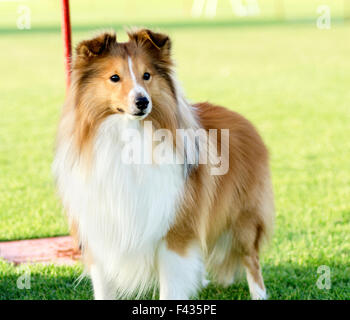 Un giovane, bella, bianco e sable Shetland Sheepdog in piedi sul prato cercando felice e giocoso. Shetland Sheepdogs guardare li Foto Stock