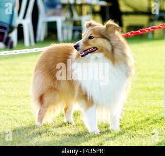 Un giovane, bella, bianco e sable Shetland Sheepdog in piedi sul prato cercando felice e giocoso. Shetland Sheepdogs guardare li Foto Stock