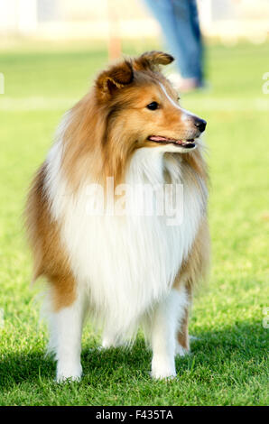 Un giovane, bella, bianco e sable Shetland Sheepdog in piedi sul prato cercando felice e giocoso. Shetland Sheepdogs guardare li Foto Stock