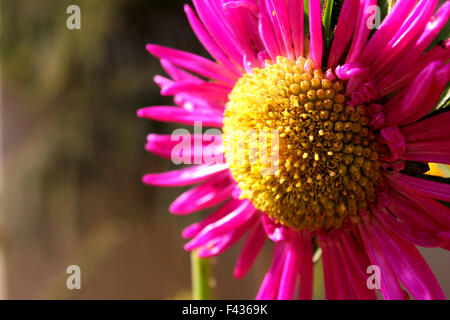 Girasole vicino fino in giardino Foto Stock