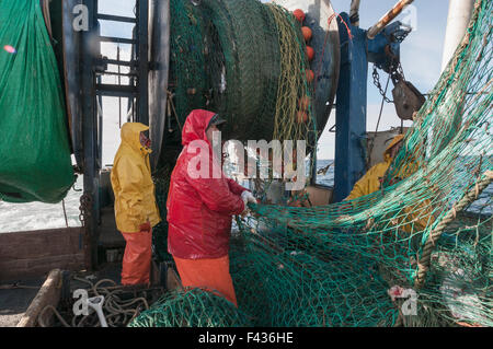 Pulizia del pesce fuori dragger/trawler net. Georges Bank, New England Foto Stock