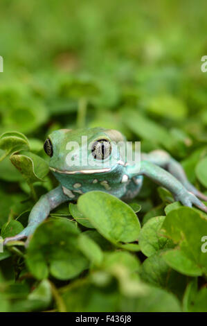 Phyllomedusa sauvagii Foto Stock