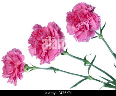 Tre garofani rosa Foto Stock