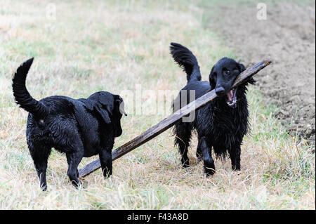 Due cani giocando stick Foto Stock