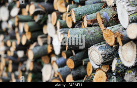 Legna da ardere è in magazzino per l'asciugatura Foto Stock