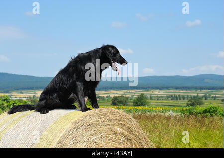 Retriever nero seduto su una balla di fieno Foto Stock