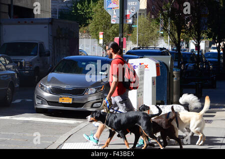 Dog walker con cani di Brooklyn nyc Foto Stock