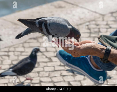 Dove mangiare semi da mani uomo sulla strada Foto Stock