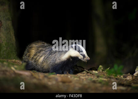 Europea (Badger Meles meles) di notte Foto Stock