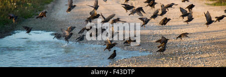 Gruppo di comune starling (Sturnus vulgaris) la balneazione e bere a una piscina su una strada di campagna Foto Stock