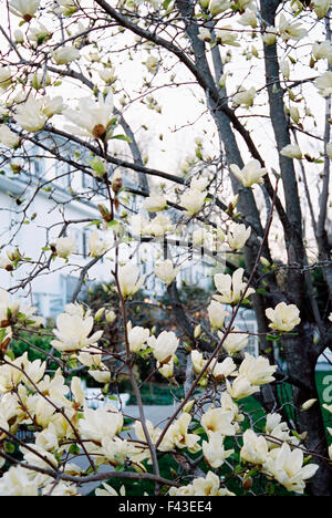 Un albero di magnolia con grandi fiori cremosa, fioritura in un giardino dell'hotel. Foto Stock