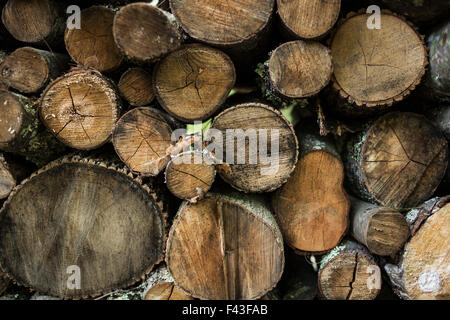 Logs impilati in una pila, vista dell'estremità segato. Foto Stock