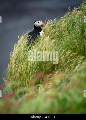 Un puffin sulle scogliere di Dyrholaey. Foto Stock