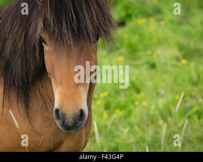 Una baia islandese cavallo con lunga criniera e ciuffo. Foto Stock