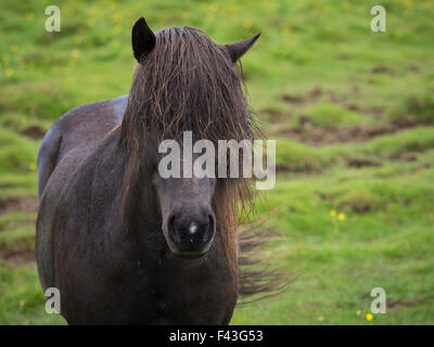 Un cavallo islandese con mantello nero e lungo nero mane. Vista frontale. Foto Stock