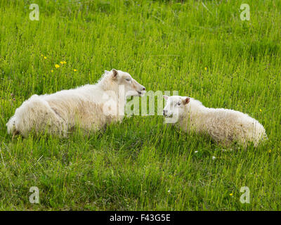 Due pecore con spessi veli giacente in un prato di erba. Foto Stock