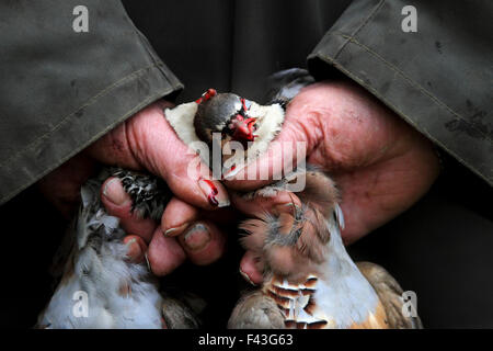 Un uomo con due piccole morti pernici su un gioco spara. Foto Stock