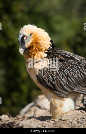 Adulto gipeto in Spagnolo Catalano Pirenei Foto Stock