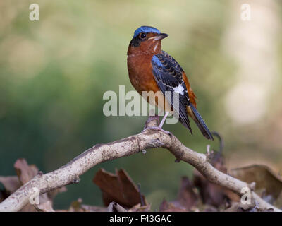 Un maschio bianco-throated Rock Tordo appollaiato su un ramoscello secco nel Parco Nazionale di Khao Yai in Tailandia Centrale Foto Stock