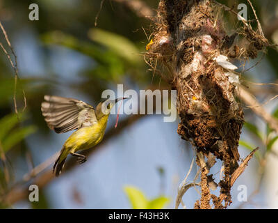 Una femmina di oliva-backed Sunbird nidificazione in un giardino nella periferia della città di Bangkok Foto Stock