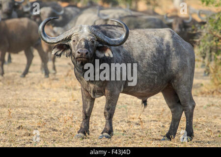 African buffalo (Syncerus caffer), Sud Luangwa National Park, Zambia Foto Stock