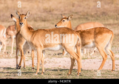 Puku (Kobus vardonii), Sud Luangwa National Park, Zambia Foto Stock