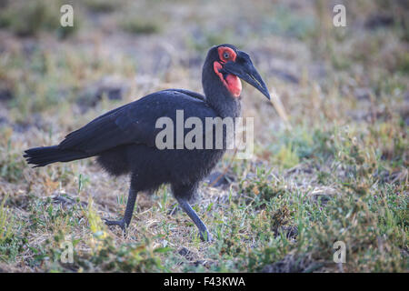 Massa meridionale hornbill (Bucorvus leadbeateri), Sud Luangwa National Park, Zambia Foto Stock