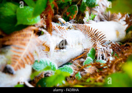 Prese su una mattina a piedi attraverso la foresta . Foto Stock