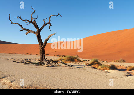 Dune di sabbia rossa e bruciata gli alberi morti poco dopo l'alba in Deadvlei, Sossusvlei, Namibia Foto Stock