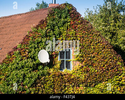 Casa Tradizionale,ricoperta da edera, all Elba ciclabile, sponda est del fiume Elba, pianura alluvionale tra Dömitz e Havelberg, Foto Stock