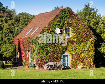 Casa Tradizionale,ricoperta da edera, all Elba ciclabile, sponda est del fiume Elba, pianura alluvionale tra Dömitz e Havelberg, Foto Stock