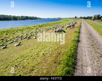 Elba ciclabile, sponda est del fiume Elba, pianura alluvionale tra Dömitz e Havelberg, Brandeburgo, Germania, Europa Foto Stock