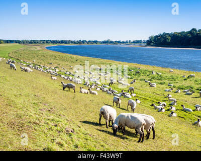 Elba ciclabile, sponda est del fiume Elba, pianura alluvionale tra Dömitz e Havelberg, Brandeburgo, Germania, Europa Foto Stock