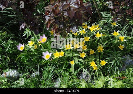 Tulipa saxatilis, Tulipa tarda Foto Stock