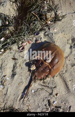 Un ferro di cavallo crab shell su una spiaggia di Cape Cod, STATI UNITI D'AMERICA. Foto Stock